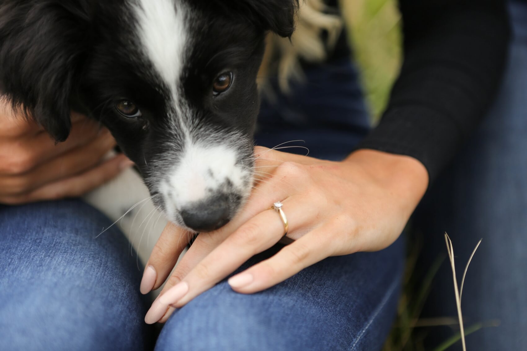 Puppy with an engagement ring