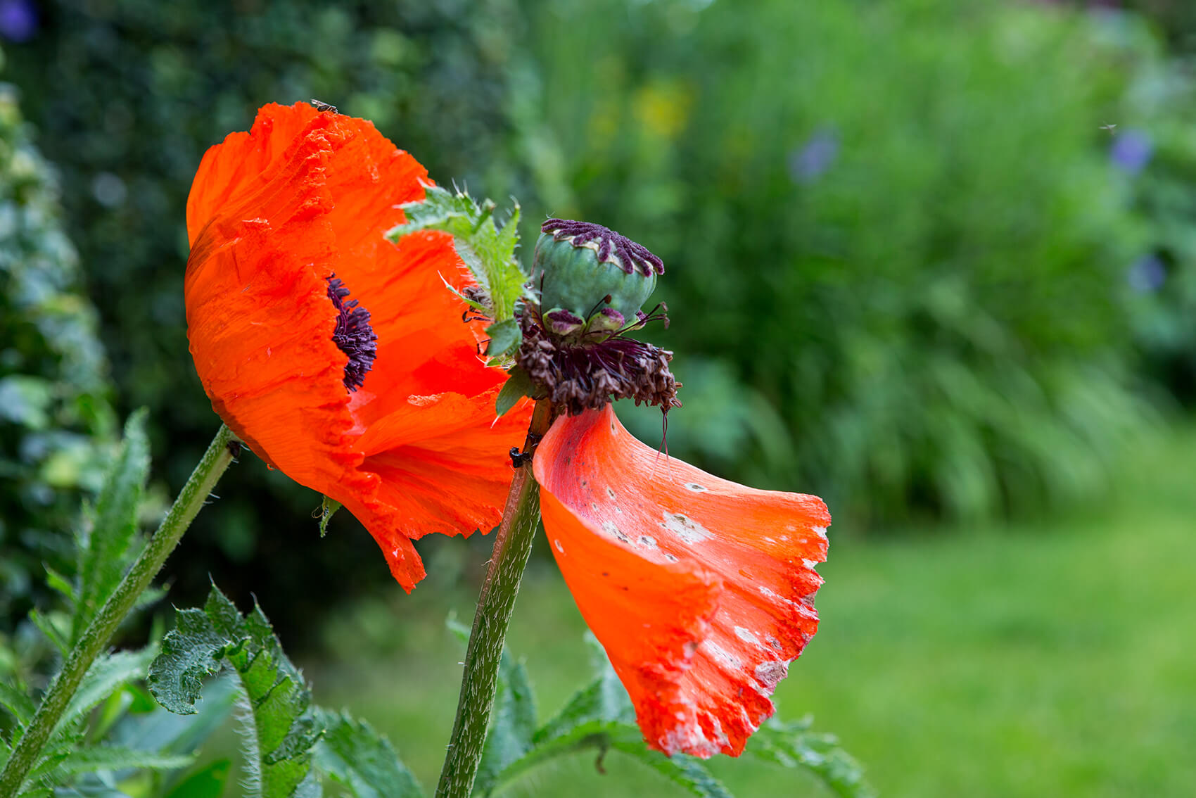 Two red flowers in a garden