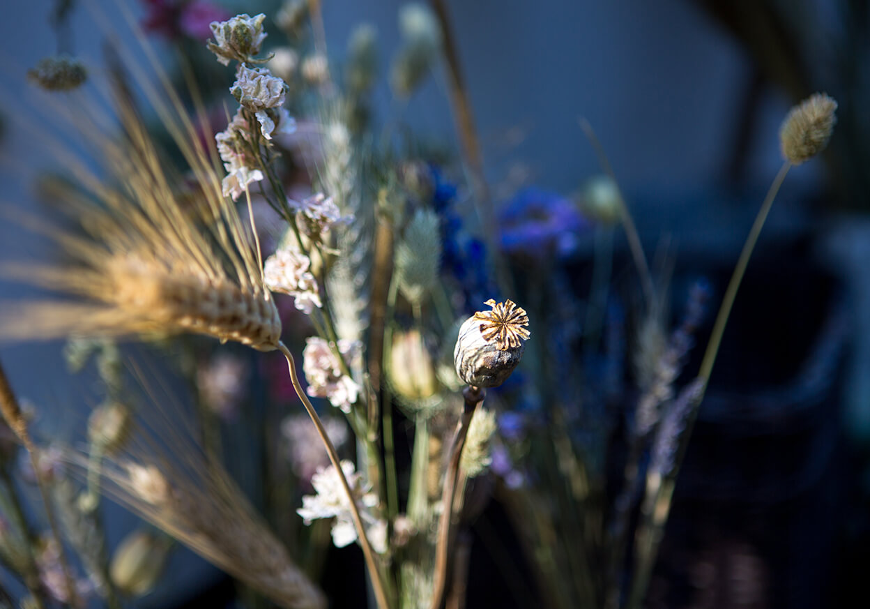 Wild flowers