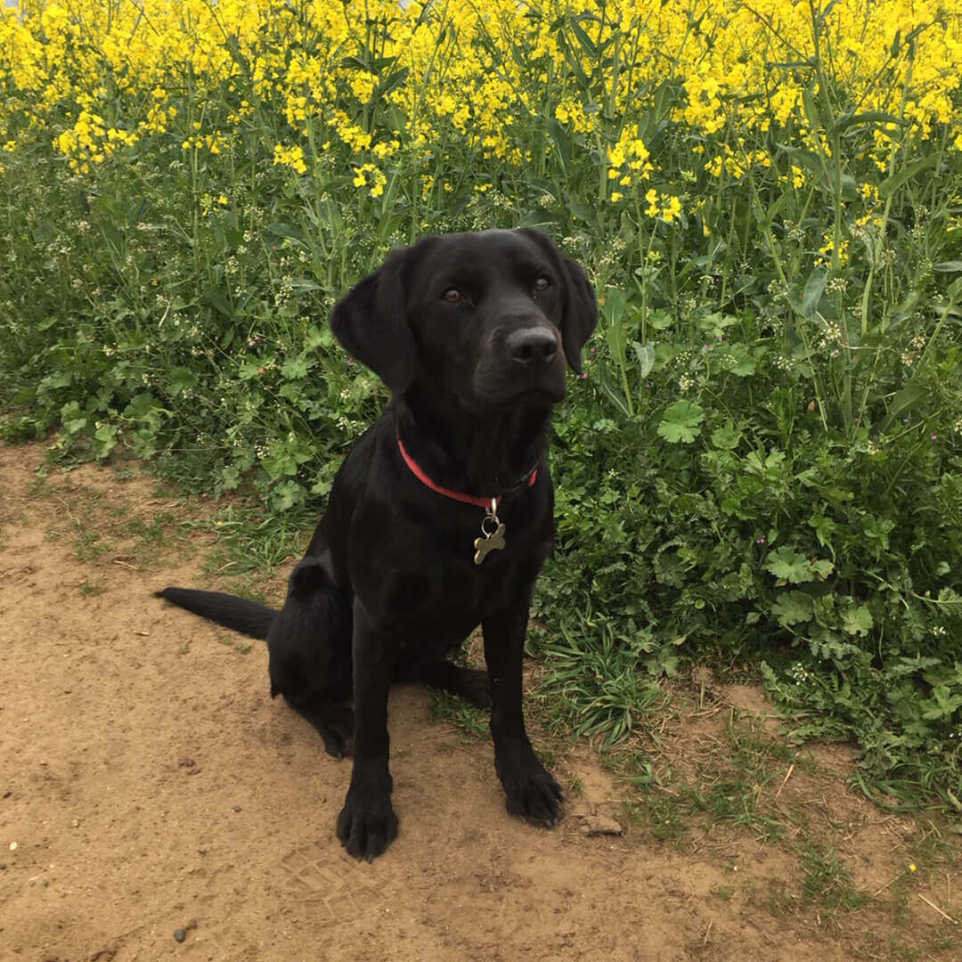 A black Labrador dog