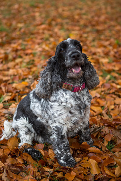 Dog sat in autumn leaves